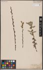 Foto von Salix aurita L.